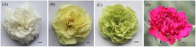 Widely targeted metabolomics reveals the antioxidant and anticancer activities of different colors of Dianthus caryophyllus